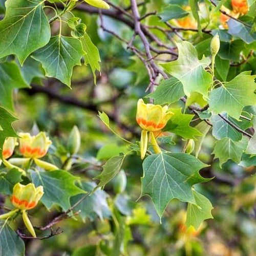 Liriodendron tulipifera