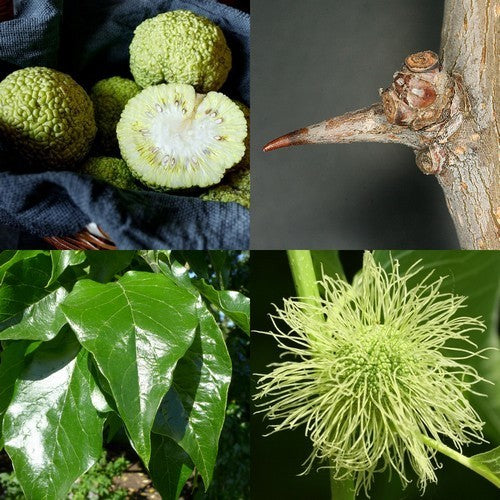 Maclura pomifera