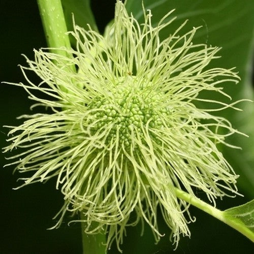 Maclura pomifera