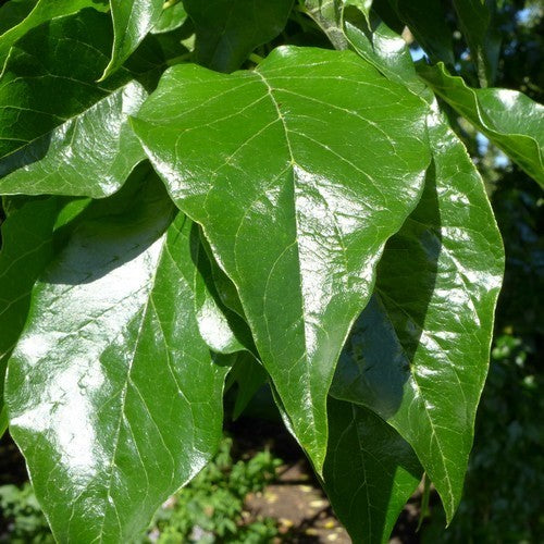 Maclura pomifera