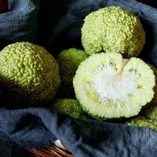 Maclura pomifera