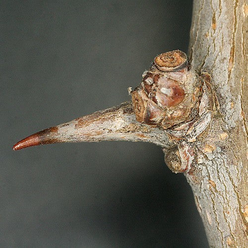 Maclura pomifera