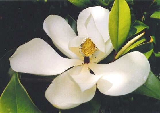 Magnolia grandiflora / Denudata