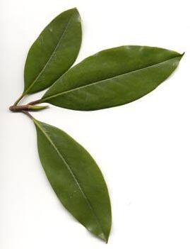 Magnolia grandiflora / Denudata