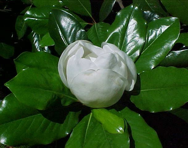 Magnolia grandiflora / Denudata
