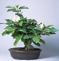 Magnolia grandiflora / Denudata