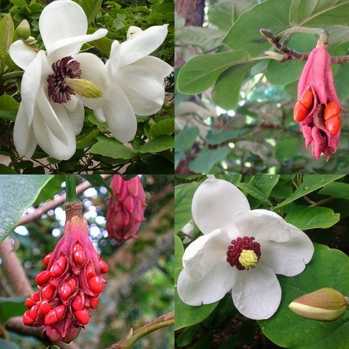 Magnolia sieboldii ssp sinensis