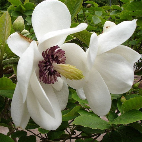 Magnolia sieboldii ssp sinensis