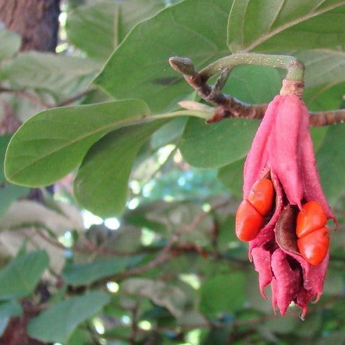 Magnolia sieboldii ssp sinensis