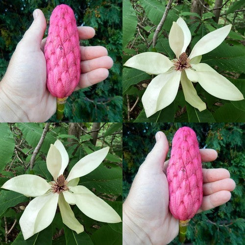 Magnolia tripetala