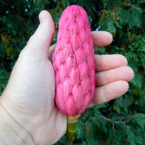 Magnolia tripetala