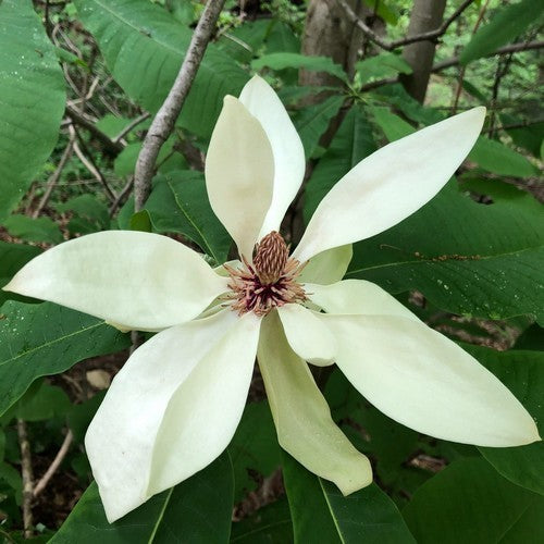 Magnolia tripetala