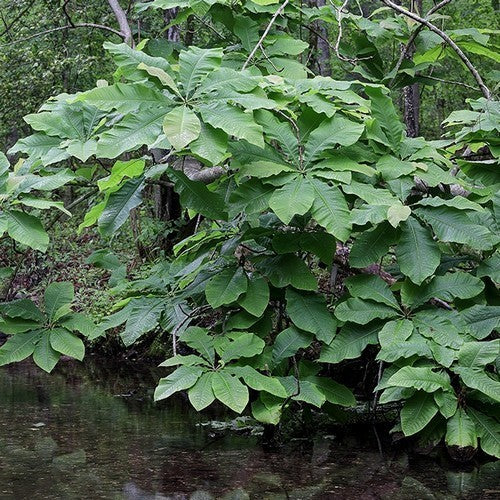 Magnolia tripetala