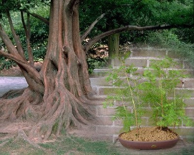 Dawn Redwood
