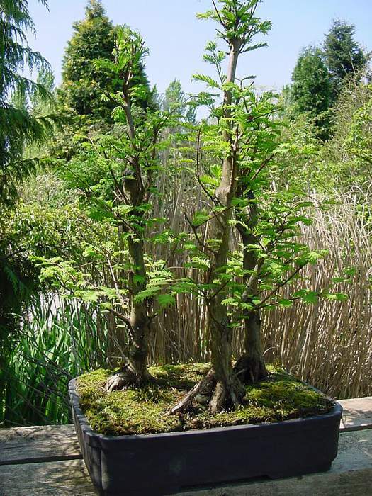 Dawn Redwood