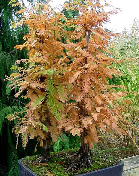 Dawn Redwood