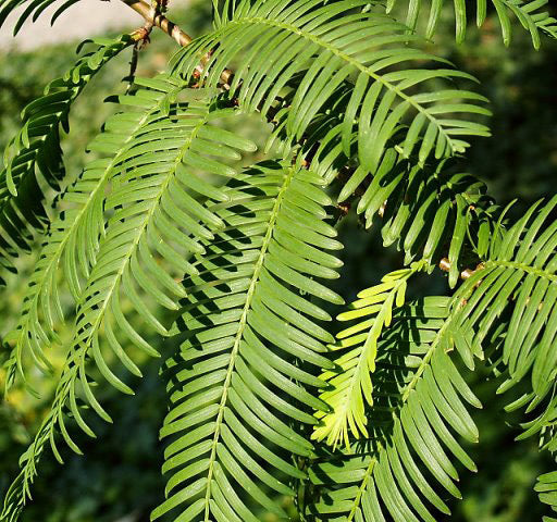Dawn Redwood
