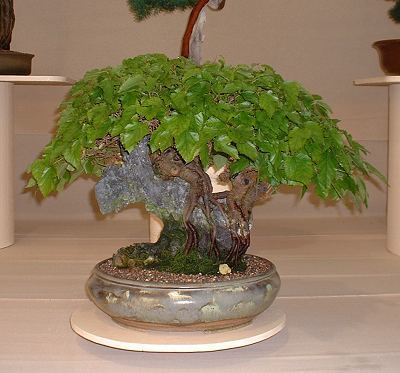 Morus alba