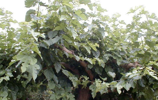 Morus alba