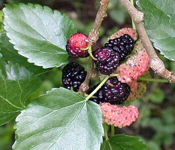 Morus alba