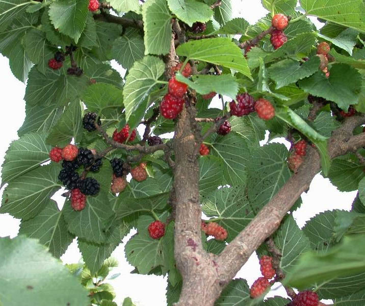 Black mulberry