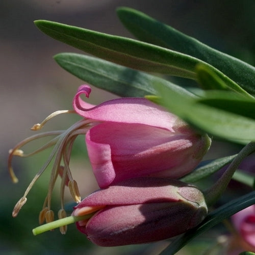 Nymania capensis