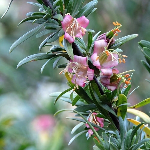 Nymania capensis