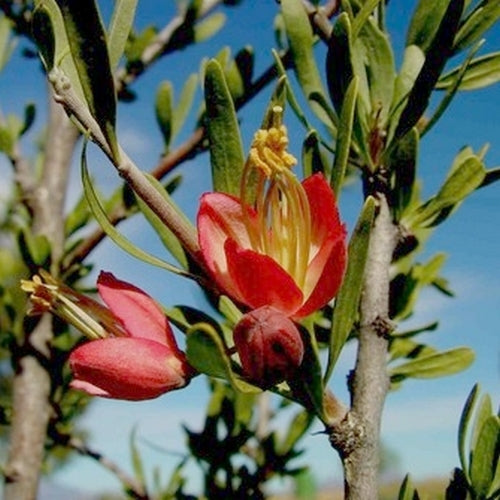 Nymania capensis