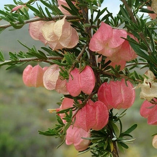 Nymania capensis