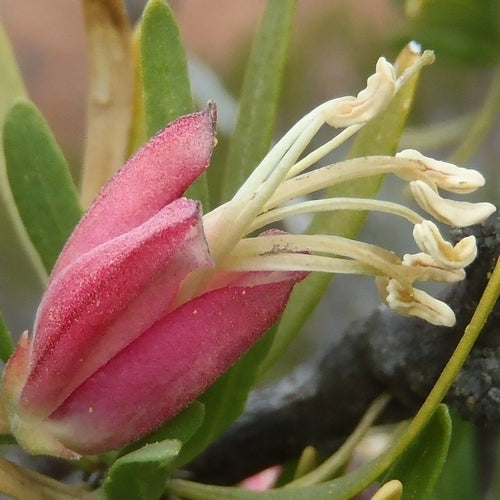 Nymania capensis