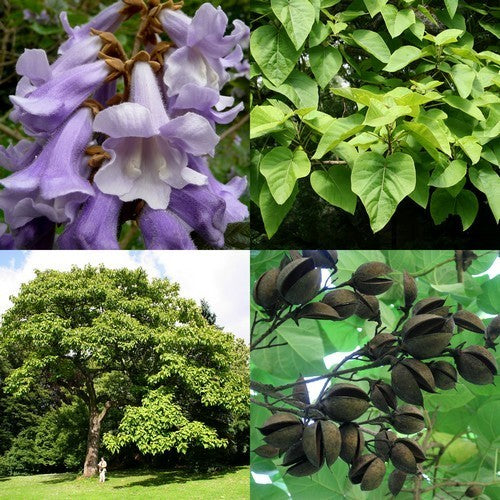 Paulownia tomentosa