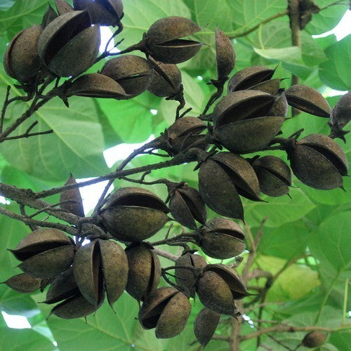 Paulownia tomentosa