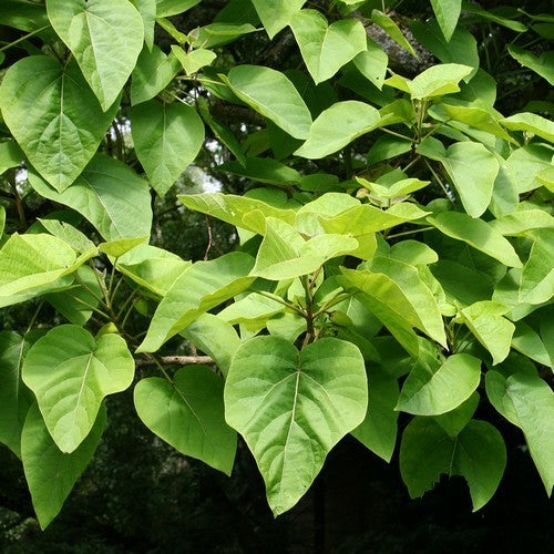 Paulownia tomentosa