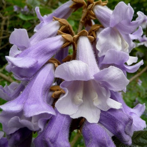 Paulownia tomentosa