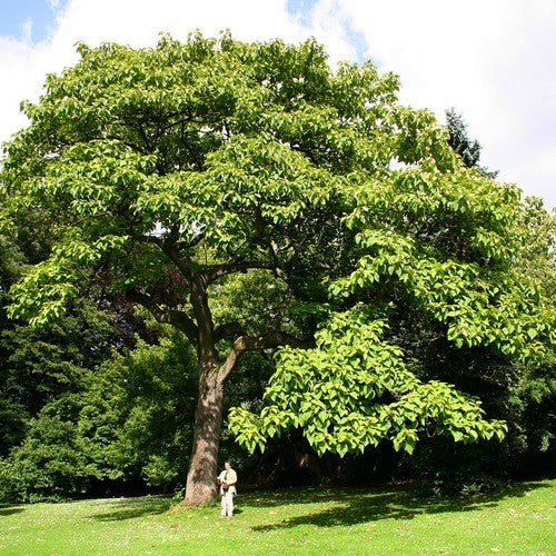 Paulownia tomentosa