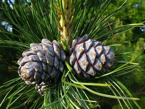 PINUS siberica
