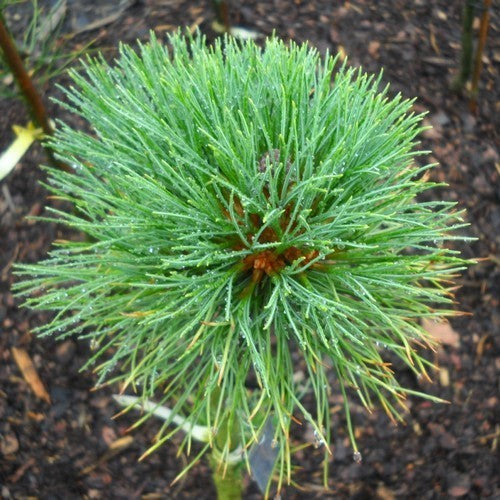 PINUS siberica