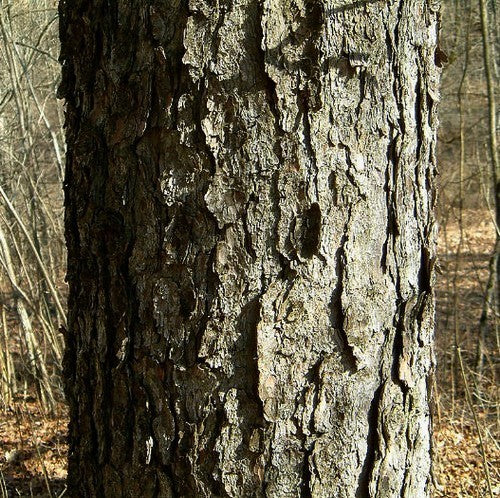 PINUS siberica