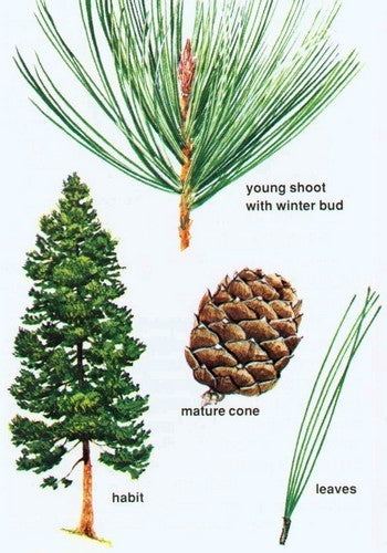 PINUS siberica