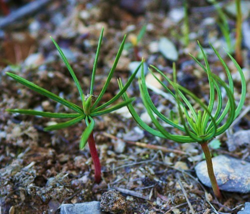 PINUS siberica