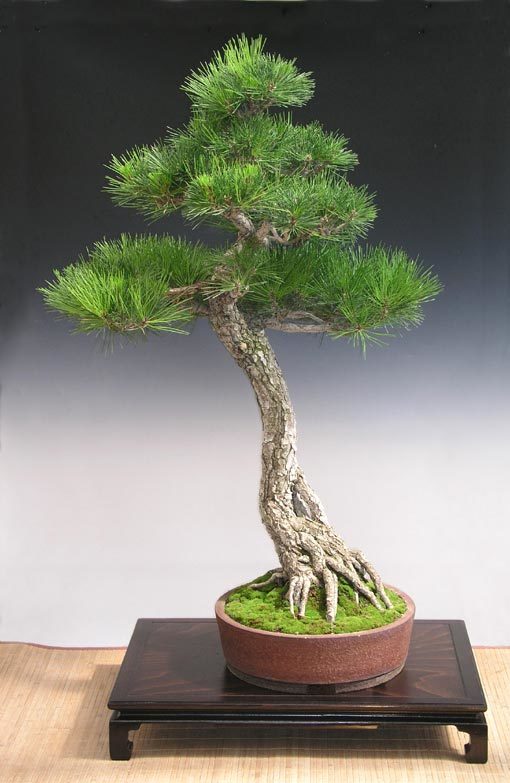 *Pinus thunbergii*