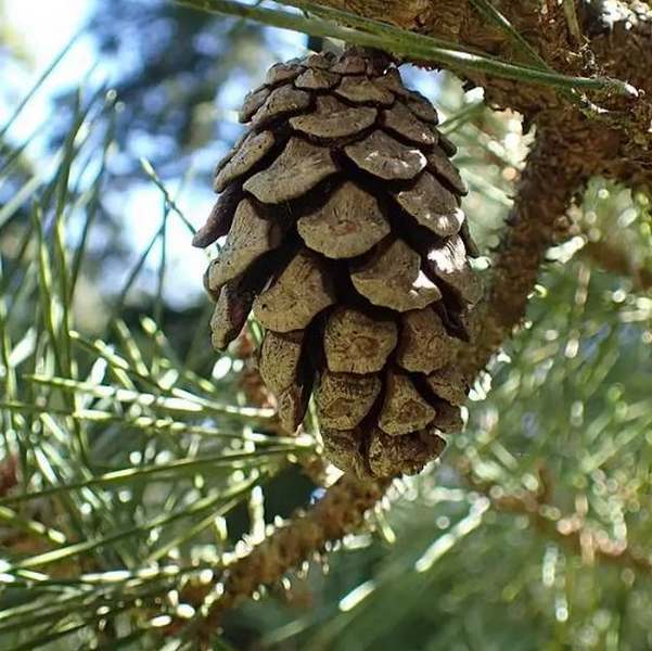 *Pinus thunbergii*