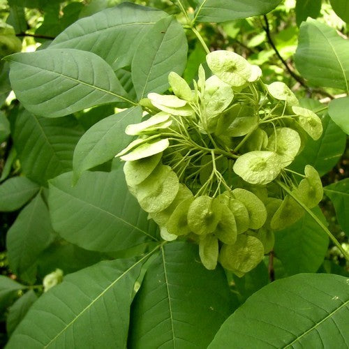 Ptelea trifoliata