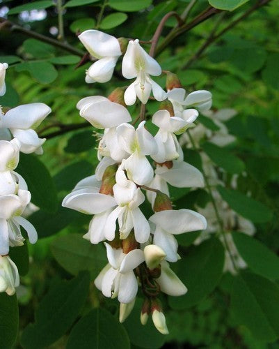 Robinia pseudoacacia