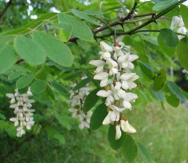 Robinia pseudoacacia