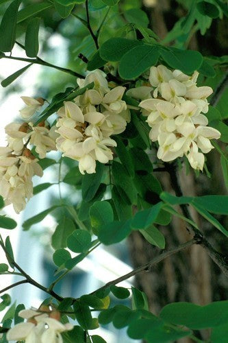 Robinia pseudoacacia