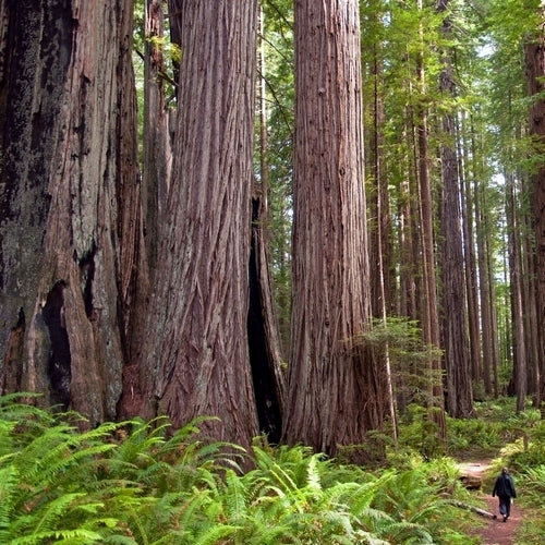 Sequoia sempervirens