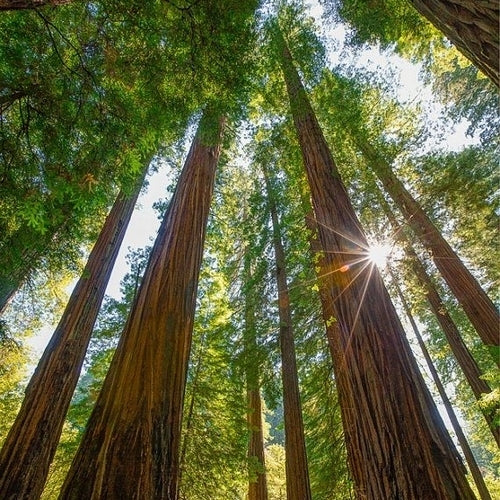 Sequoia sempervirens