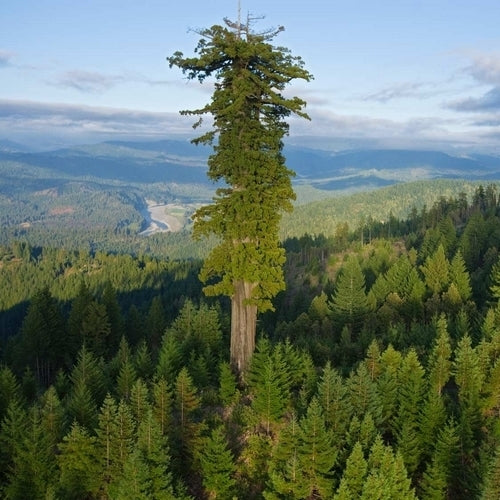 Sequoia sempervirens