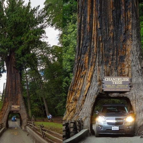 Sequoia sempervirens